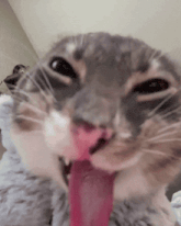 a close up of a cat 's face with its tongue out